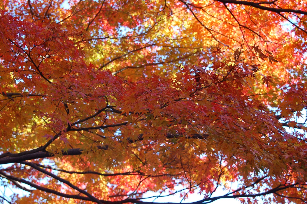 Syksyn väriloistoa