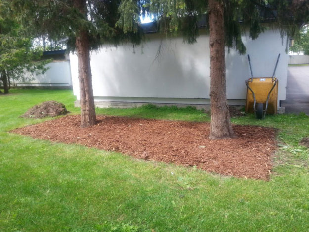 kuuset juuristoalueen hoidon jälkeen