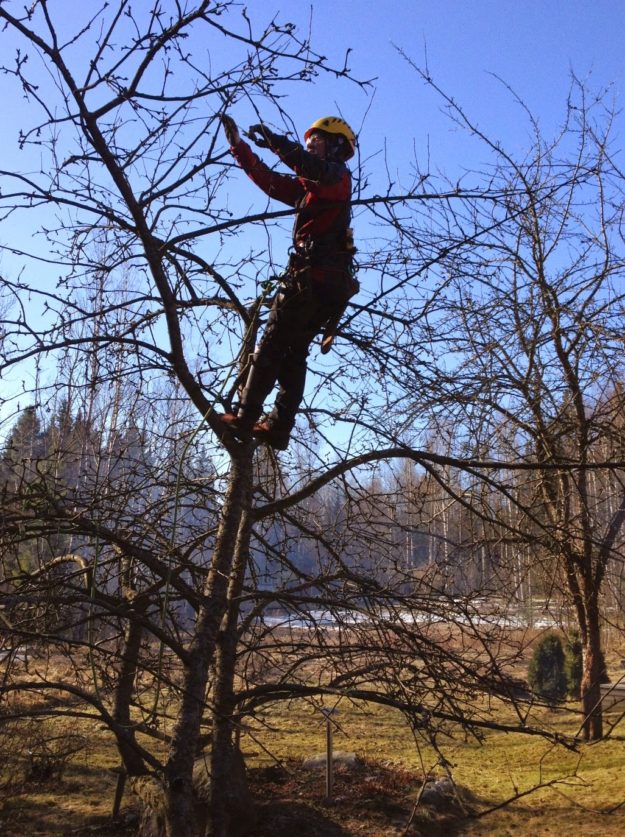 omenapuun leikkaus
